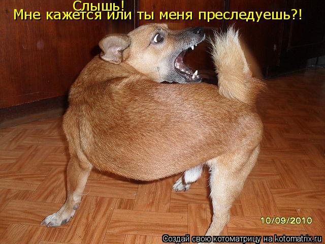 Слышь! Мне кажется или ты меня преследуешь?!... Котоматрица: Слышь! Мне кажется или ты меня преследуешь?!