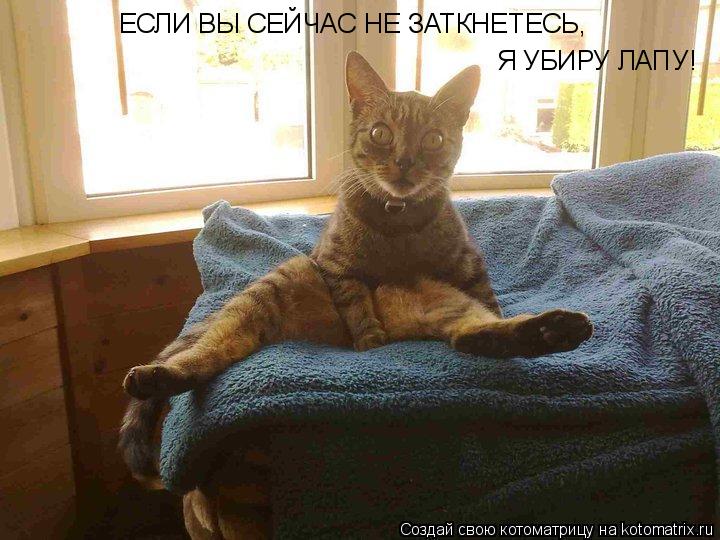 ЕСЛИ ВЫ СЕЙЧАС НЕ ЗАТКНЕТЕСЬ, Я УБИРУ ЛАПУ!... Котоматрица: ЕСЛИ ВЫ СЕЙЧАС НЕ ЗАТКНЕТЕСЬ, Я УБИРУ ЛАПУ!