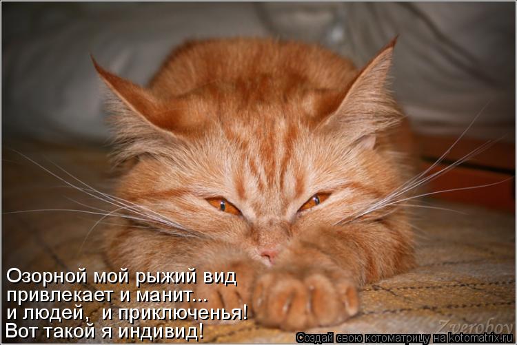 Озорной мой рыжий вид привлекает и манит... и людей, и приключенья! Вот такой я индивид!... Котоматрица: Озорной мой рыжий вид привлекает и манит... и людей, и приключенья! Вот такой я индивид!