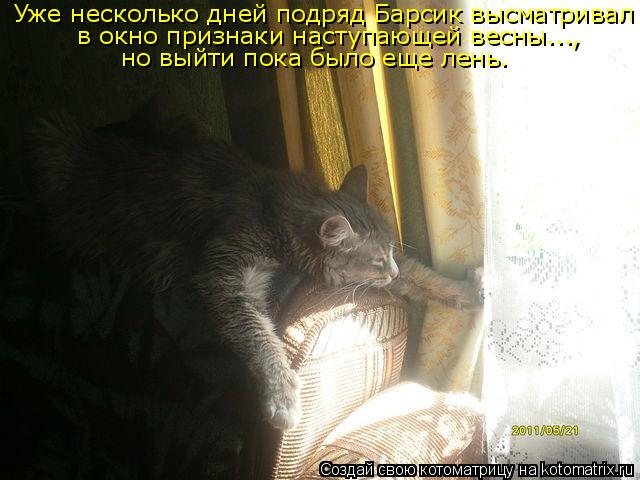 Уже несколько дней подряд Барсик высматривал в окно признаки наступающей весны..., но выйти пока было... Котоматрица: Уже несколько дней подряд Барсик высматривал в окно признаки наступающей весны..., но выйти пока было еще лень.
