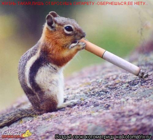 ЖИЗНЬ ТАКАЯ,ЛИШЬ ОТБРОСИШЬ СИГАРЕТУ -ОБЕРНЕШЬСЯ,ЕЕ НЕТУ...... Котоматрица: ЖИЗНЬ ТАКАЯ,ЛИШЬ ОТБРОСИШЬ СИГАРЕТУ -ОБЕРНЕШЬСЯ,ЕЕ НЕТУ...