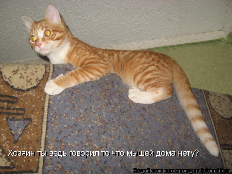 Хозяин ты ведь говорил то что мышей дома нету?!... Котоматрица: Хозяин ты ведь говорил то что мышей дома нету?!