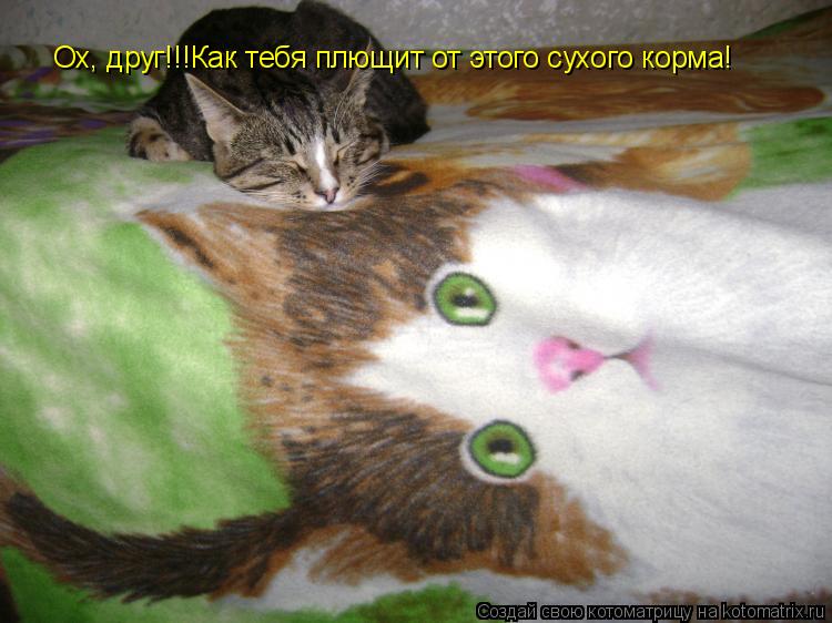 Ох, друг!!!Как тебя плющит от этого сухого корма!... Котоматрица: Ох, друг!!!Как тебя плющит от этого сухого корма!