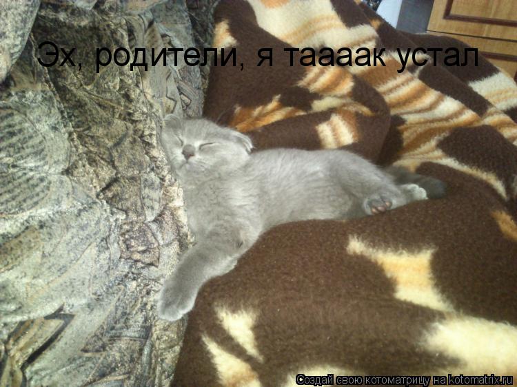 Эх, родители, я таааак устал... Котоматрица: Эх, родители, я таааак устал
