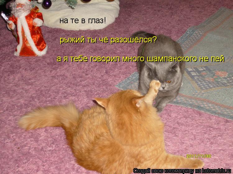 на те в глаз! рыжий ты чё разошёлся? а я тебе говорил много шампанского не пей... Котоматрица: на те в глаз! рыжий ты чё разошёлся? а я тебе говорил много шампанского не пей