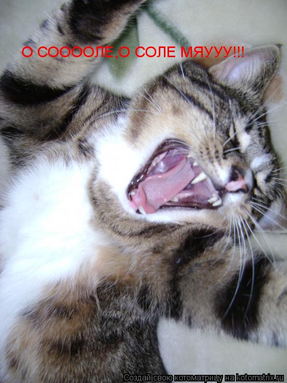 О СООООЛЕ,О СОЛЕ МЯУУУ!!!... Котоматрица: О СООООЛЕ,О СОЛЕ МЯУУУ!!!