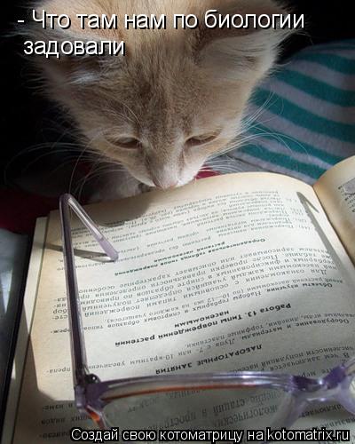 - Что там нам по биологии - Что там нам по биологии задовали... Котоматрица: - Что там нам по биологии - Что там нам по биологии задовали