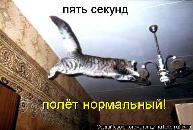 пять секунд полёт нормальный!... Котоматрица: пять секунд полёт нормальный!