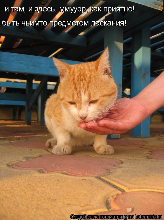 и там, и здесь. ммуурр, как приятно! быть чьимто предметом ласкания!... Котоматрица: и там, и здесь. ммуурр, как приятно! быть чьимто предметом ласкания!