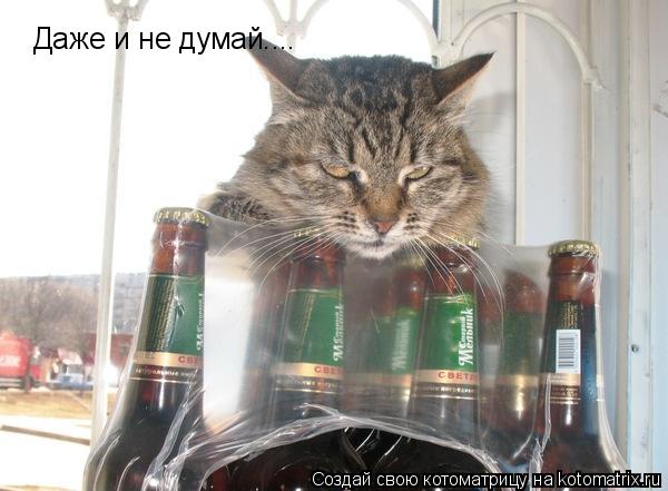 Даже и не думай....... Котоматрица: Даже и не думай....
