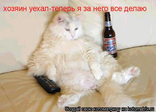 хозяин уехал-теперь я за него все делаю... Котоматрица: хозяин уехал-теперь я за него все делаю