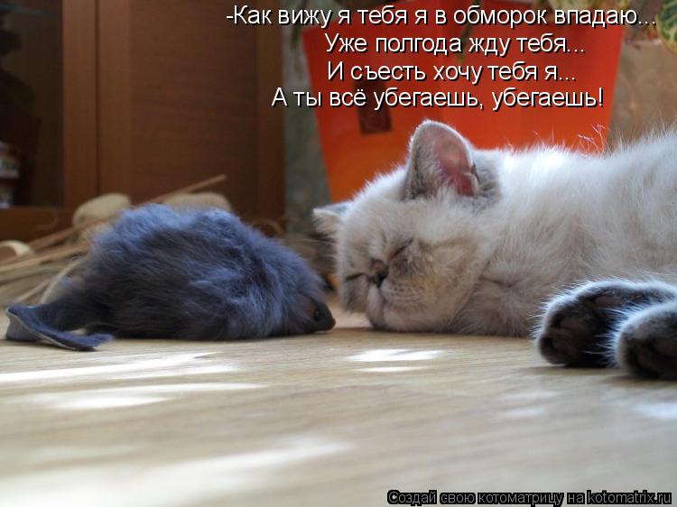 -Как вижу я тебя я в обморок впадаю... Уже полгода жду тебя... И съесть хочу тебя я... А ты всё убега... Котоматрица: -Как вижу я тебя я в обморок впадаю... Уже полгода жду тебя... И съесть хочу тебя я... А ты всё убегаешь, убегаешь!