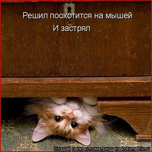 Решил поохотится на мышей И застрял... Котоматрица: Решил поохотится на мышей И застрял
