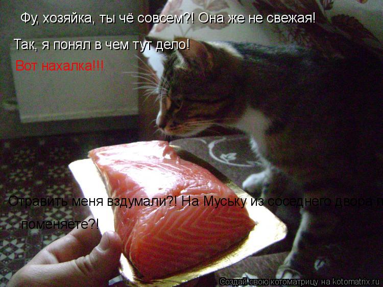Фу, хозяйка, ты чё совсем?! Она же не свежая! Так, я понял в чем тут дело! Отравить меня вздумали?! Н... Котоматрица: Фу, хозяйка, ты чё совсем?! Она же не свежая! Так, я понял в чем тут дело! Отравить меня вздумали?! На Муську из соседнего двора поменяете?! поме