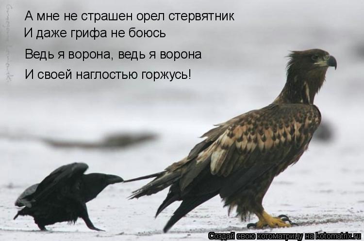 А мне не страшен орел стервятник Ведь я ворона, ведь я ворона И своей наглостью горжусь! И даже грифа... Котоматрица: А мне не страшен орел стервятник Ведь я ворона, ведь я ворона И своей наглостью горжусь! И даже грифа не боюсь