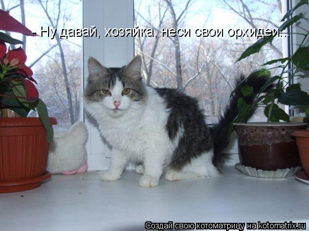- Ну давай, хозяйка, неси свои орхидеи...... Котоматрица: - Ну давай, хозяйка, неси свои орхидеи...