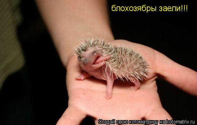 блохозябры заели!!!... Котоматрица: блохозябры заели!!!