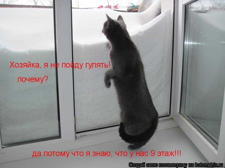 Хозяйка, я не пойду гулять! почему? да потому что я знаю, что у нас 9 этаж!!!... Котоматрица: Хозяйка, я не пойду гулять! почему? да потому что я знаю, что у нас 9 этаж!!!