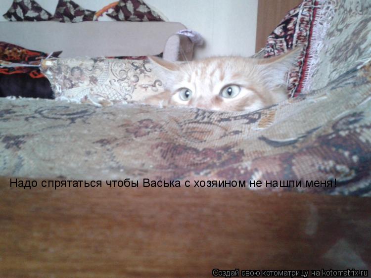 Надо спрятаться чтобы Васька с хозяином не нашли меня!... Котоматрица: Надо спрятаться чтобы Васька с хозяином не нашли меня!