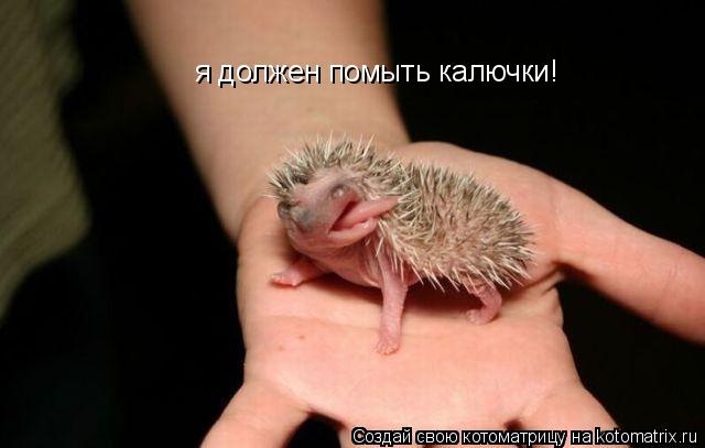 я должен помыть калючки!... Котоматрица: я должен помыть калючки!