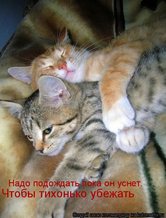 Надо подождать пока он уснет. Чтобы тихонько убежать... Котоматрица: Надо подождать пока он уснет. Чтобы тихонько убежать