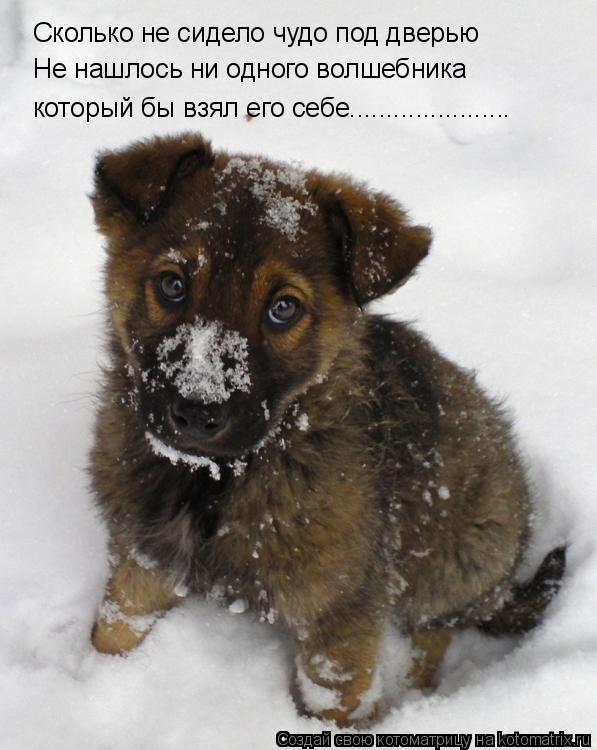 Сколько не сидело чудо под дверью Не нашлось ни одного волшебника который бы взял его себе............. Котоматрица: Сколько не сидело чудо под дверью Не нашлось ни одного волшебника который бы взял его себе..................... .
