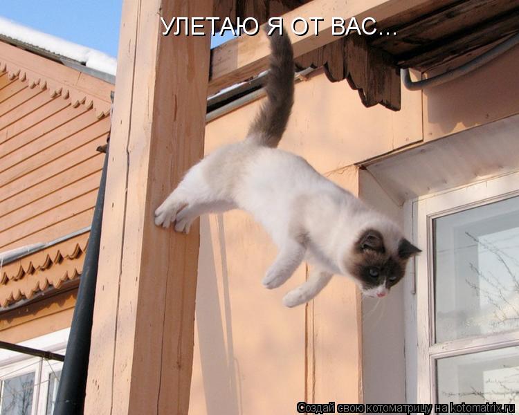 УЛЕТАЮ Я ОТ ВАС...... Котоматрица: УЛЕТАЮ Я ОТ ВАС...