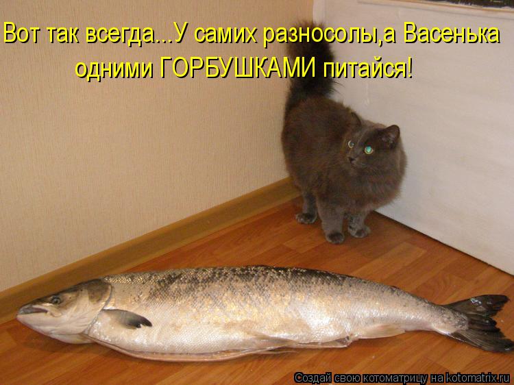 Котоматрица: Вот так всегда...У самих разносолы,а Васенька одними ГОРБУШКАМИ питайся!