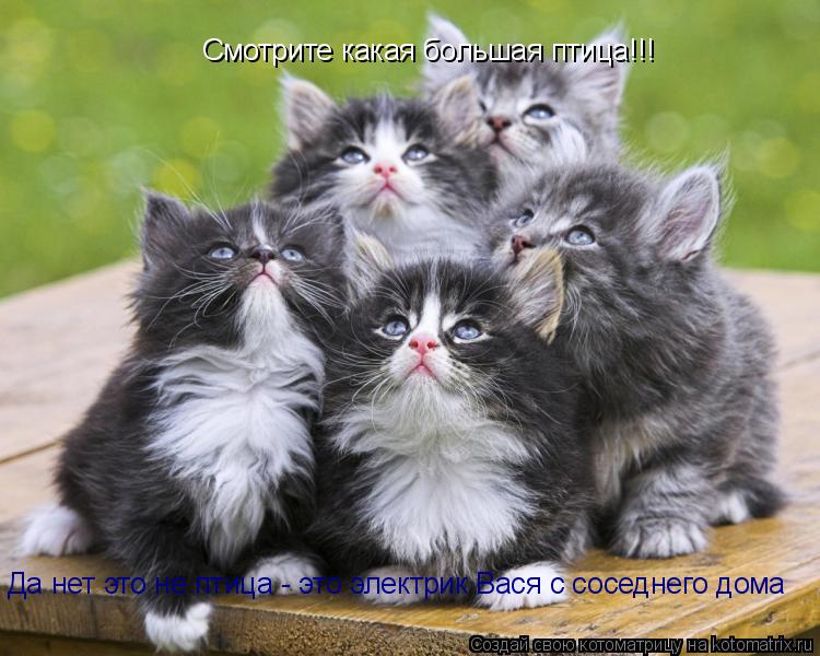 Смотрите какая большая птица!!! Да нет это не птица - это электрик Вася с соседнего дома... Котоматрица: Смотрите какая большая птица!!! Да нет это не птица - это электрик Вася с соседнего дома