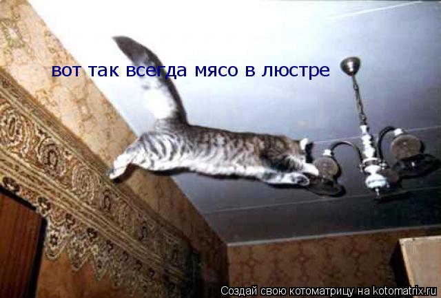 вот так всегда мясо в люстре... Котоматрица: вот так всегда мясо в люстре