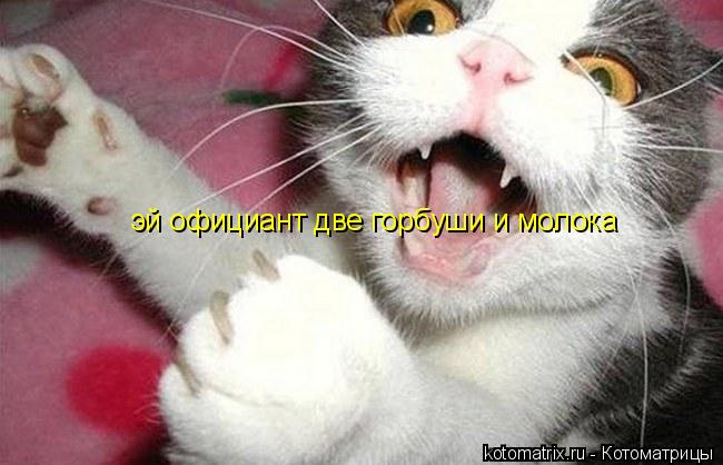 эй официант две горбуши и молока... Котоматрица: эй официант две горбуши и молока