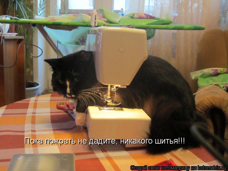 Пока пожрать не дадите, никакого шитья!!!... Котоматрица: Пока пожрать не дадите, никакого шитья!!!