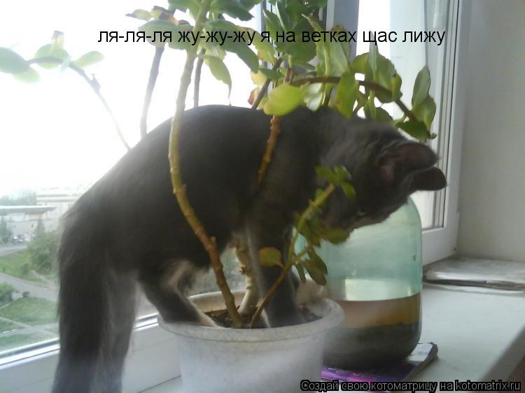 ля-ля-ля жу-жу-жу я на ветках щас лижу... Котоматрица: ля-ля-ля жу-жу-жу я на ветках щас лижу