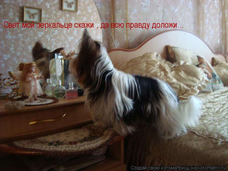 Свет мой зеркальце скажи , да всю правду доложи...... Котоматрица: Свет мой зеркальце скажи , да всю правду доложи...