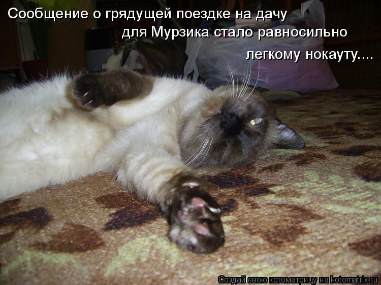 Сообщение о грядущей поездке на дачу для Мурзика стало равносильно легкому нокауту....... Котоматрица: Сообщение о грядущей поездке на дачу для Мурзика стало равносильно легкому нокауту....