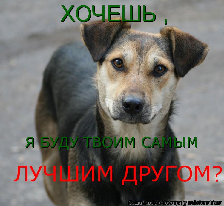 ХОЧЕШЬ , Я БУДУ ТВОИМ САМЫМ ЛУЧШИМ ДРУГОМ ?!... Котоматрица: ХОЧЕШЬ , Я БУДУ ТВОИМ САМЫМ ЛУЧШИМ ДРУГОМ ?!