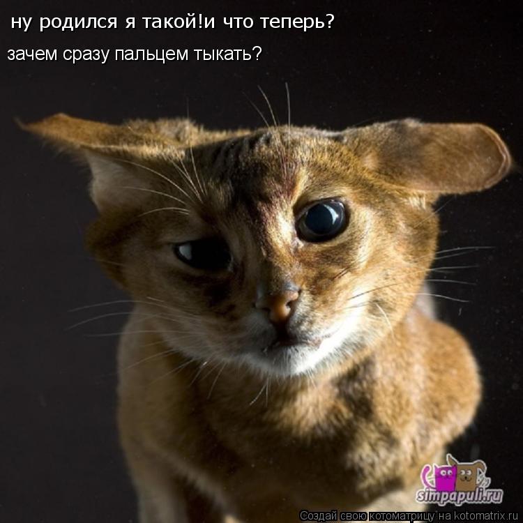 ну родился я такой!и что теперь? зачем сразу пальцем тыкать?... Котоматрица: ну родился я такой!и что теперь? зачем сразу пальцем тыкать?
