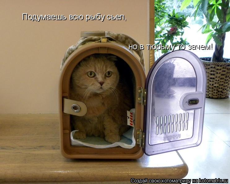 Подумаешь всю рыбу сьел, но в тюрьму то зачем!... Котоматрица: Подумаешь всю рыбу сьел, но в тюрьму то зачем!