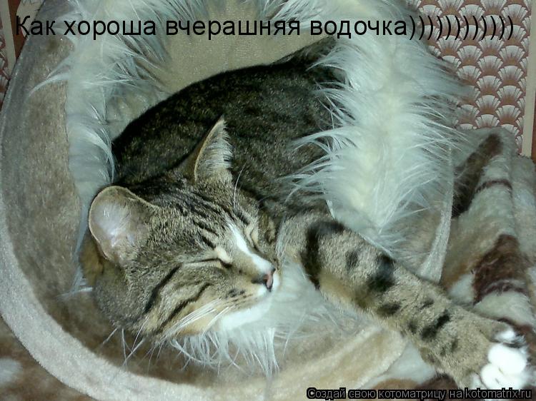 Как хороша вчерашняя водочка))))))))))))... Котоматрица: Как хороша вчерашняя водочка))))))))))))
