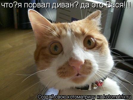 что?я порвал диван? да это Вася!!!... Котоматрица: что?я порвал диван? да это Вася!!!