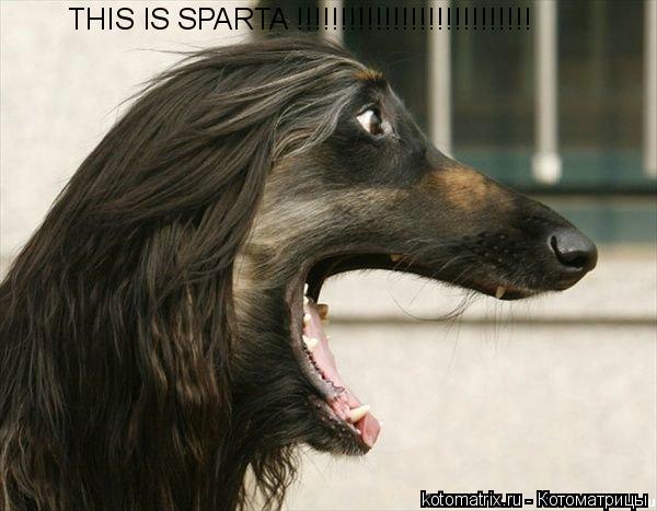 Котоматрица: THIS IS SPARTA !!!!!!!!!!!!!!!!!!!!!!!!!!!