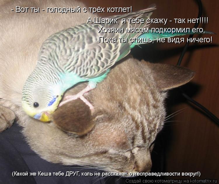 - Вот ты - голодный с трёх котлет! А Шарик, я тебе скажу - так нет!!!! Хозяин мясом подкормил его, По... Котоматрица: - Вот ты - голодный с трёх котлет! А Шарик, я тебе скажу - так нет!!!! Хозяин мясом подкормил его, Пока ты спишь, не видя ничего! (Какой же Кеша теб