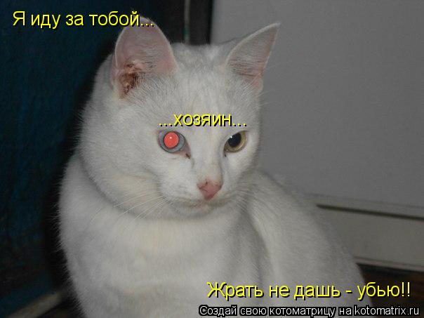 Я иду за тобой... Жрать не дашь - убью!! ...... Котоматрица: Я иду за тобой... Жрать не дашь - убью!! ...хозяин...