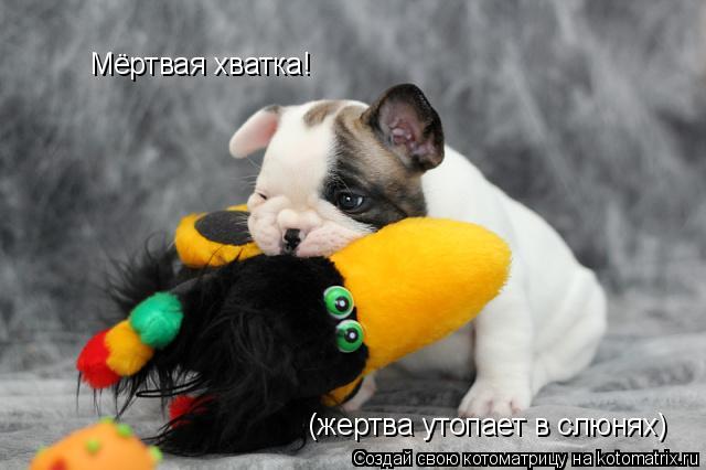 Мёртвая хватка! (жертва утопает в слюнях)... Котоматрица: Мёртвая хватка! (жертва утопает в слюнях)