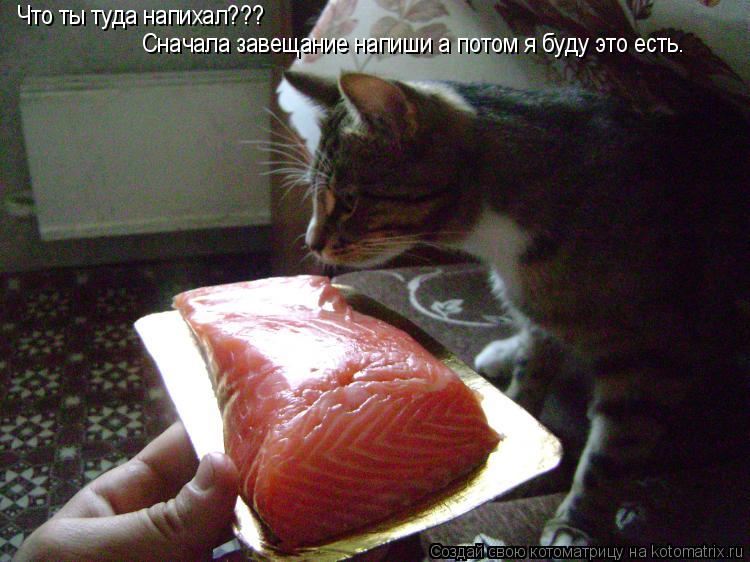 Что ты туда напихал??? Сначала завещание напиши а потом я буду это есть.... Котоматрица: Что ты туда напихал??? Сначала завещание напиши а потом я буду это есть.