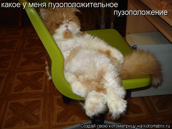 какое у меня пузоположительное пузоположение... Котоматрица: какое у меня пузоположительное пузоположение
