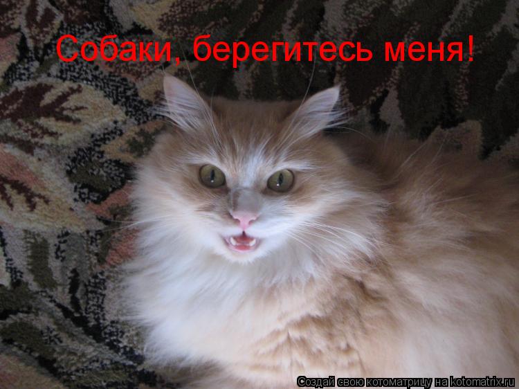 Собаки, берегитесь меня!... Котоматрица: Собаки, берегитесь меня!