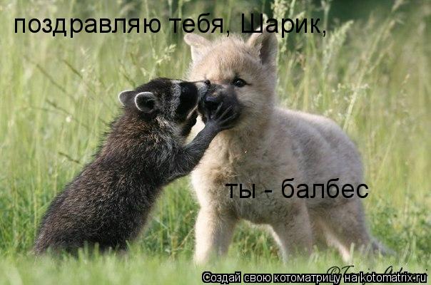 поздравляю тебя, Шарик, ты - балбес... Котоматрица: поздравляю тебя, Шарик, ты - балбес