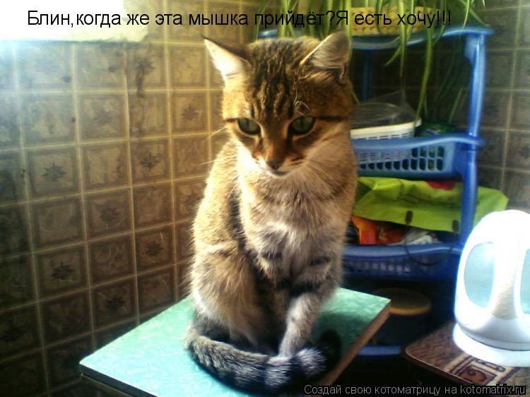 Блин,когда же эта мышка прийдёт?Я есть хочу!!!... Котоматрица: Блин,когда же эта мышка прийдёт?Я есть хочу!!!