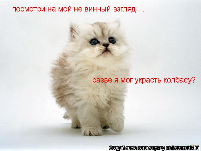 посмотри на мой не винный взгляд.... разве я мог украсть колбасу?... Котоматрица: посмотри на мой не винный взгляд.... разве я мог украсть колбасу?